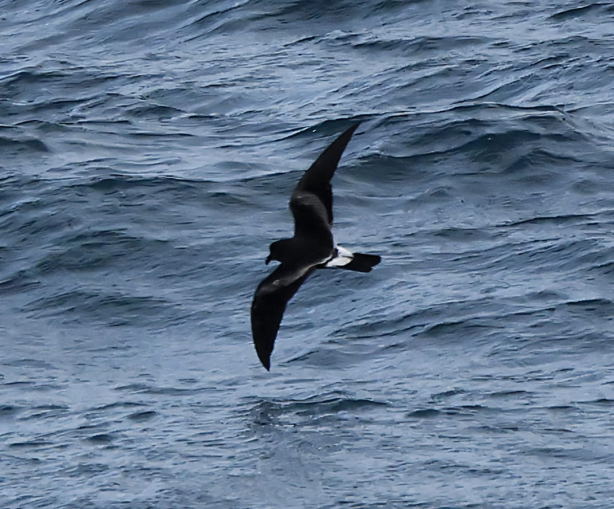 Leach's Storm-Petrel - ML641357416
