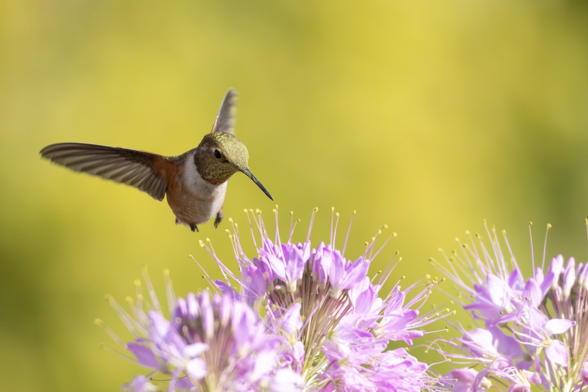 Rufous Hummingbird - ML641357428