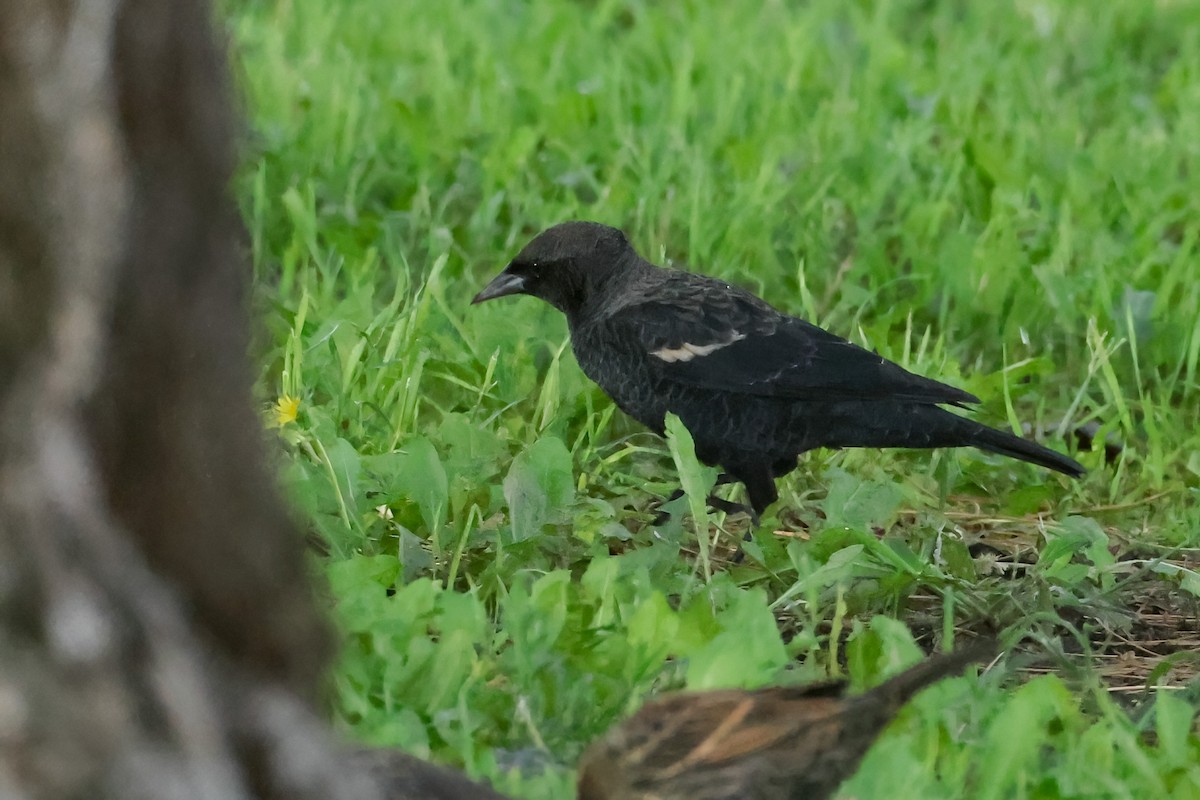 Tricolored Blackbird - ML641357470