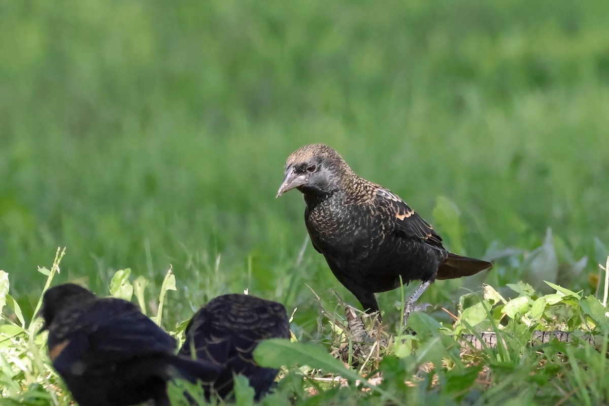 Tricolored Blackbird - ML641357471