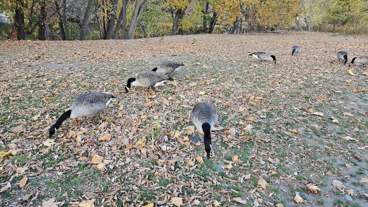 Branta kanadar handia - ML641357473