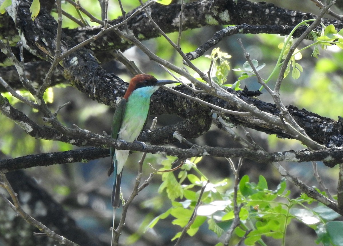 Blue-throated Bee-eater - ML641357493