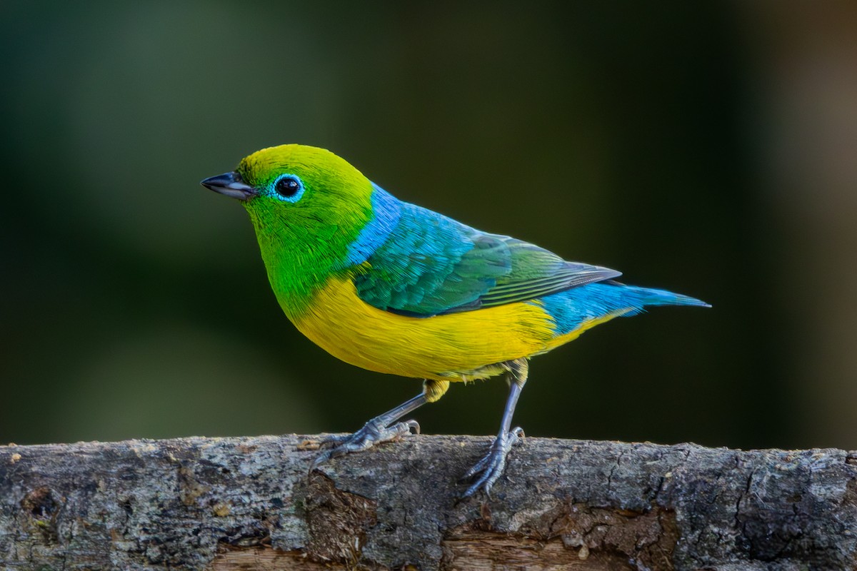 Blue-naped Chlorophonia - ML641357522