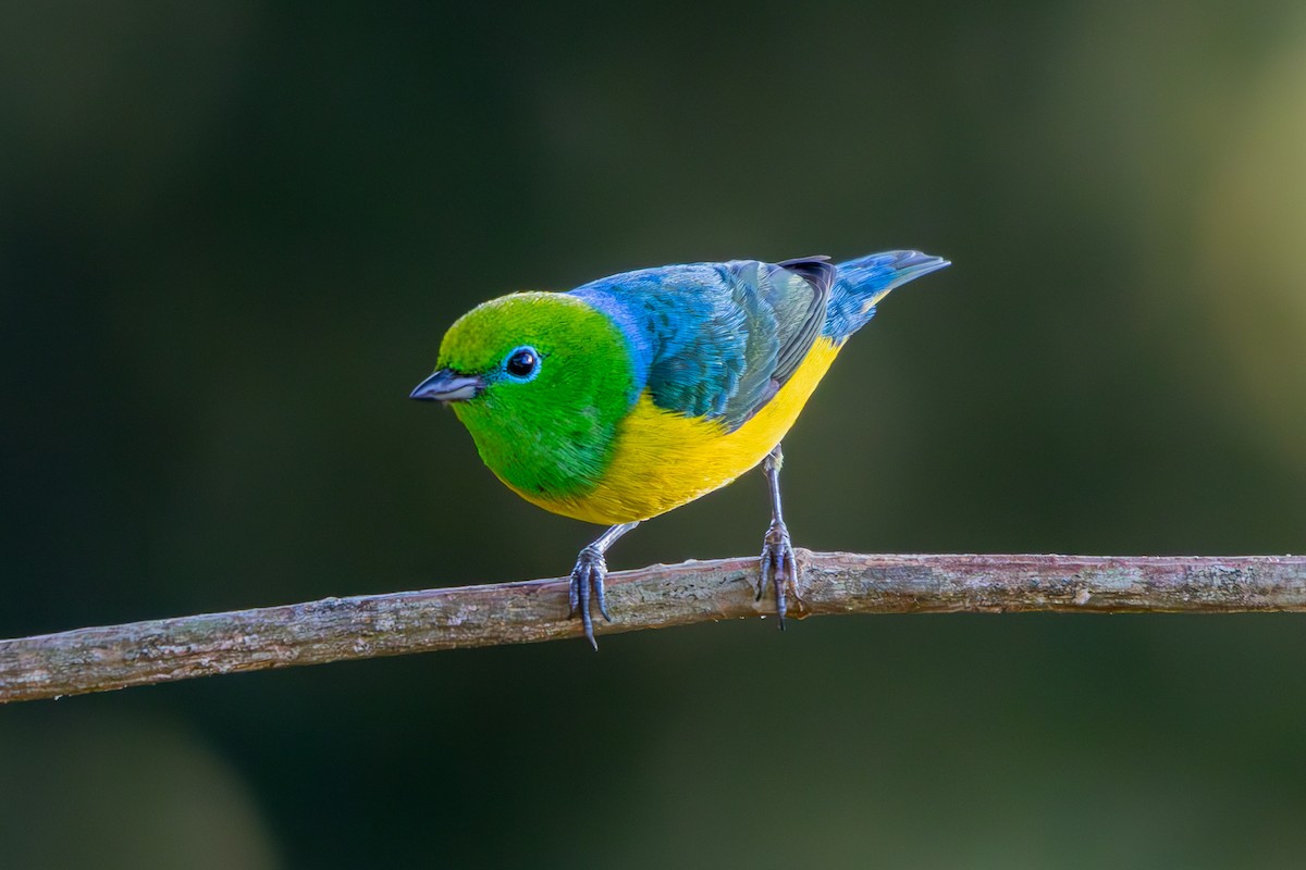 Blue-naped Chlorophonia - ML641357523