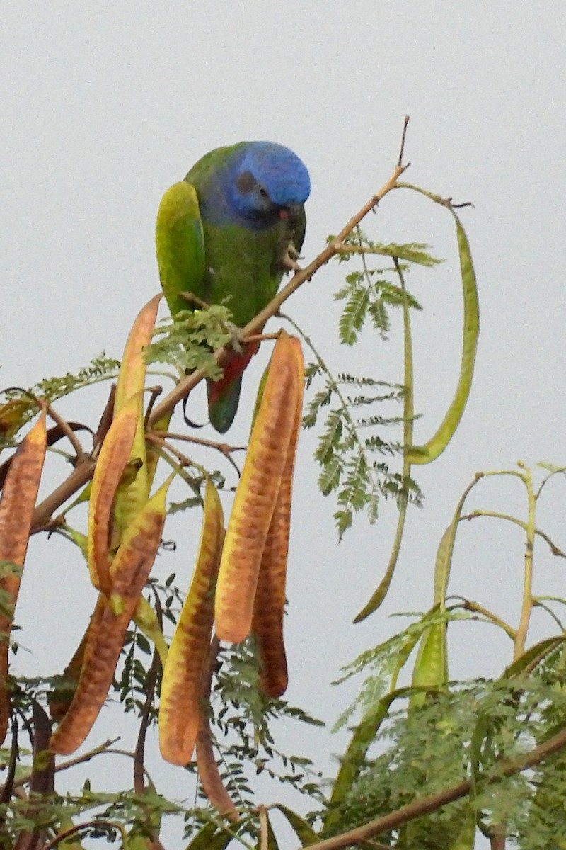 Loro Cabeciazul - ML641357589