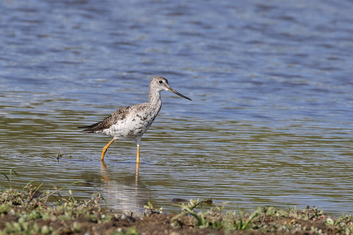 Greater Yellowlegs - ML641357599