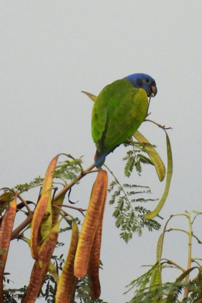 Loro Cabeciazul - ML641357611