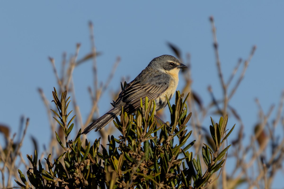Long-tailed Reed Finch - ML641357644