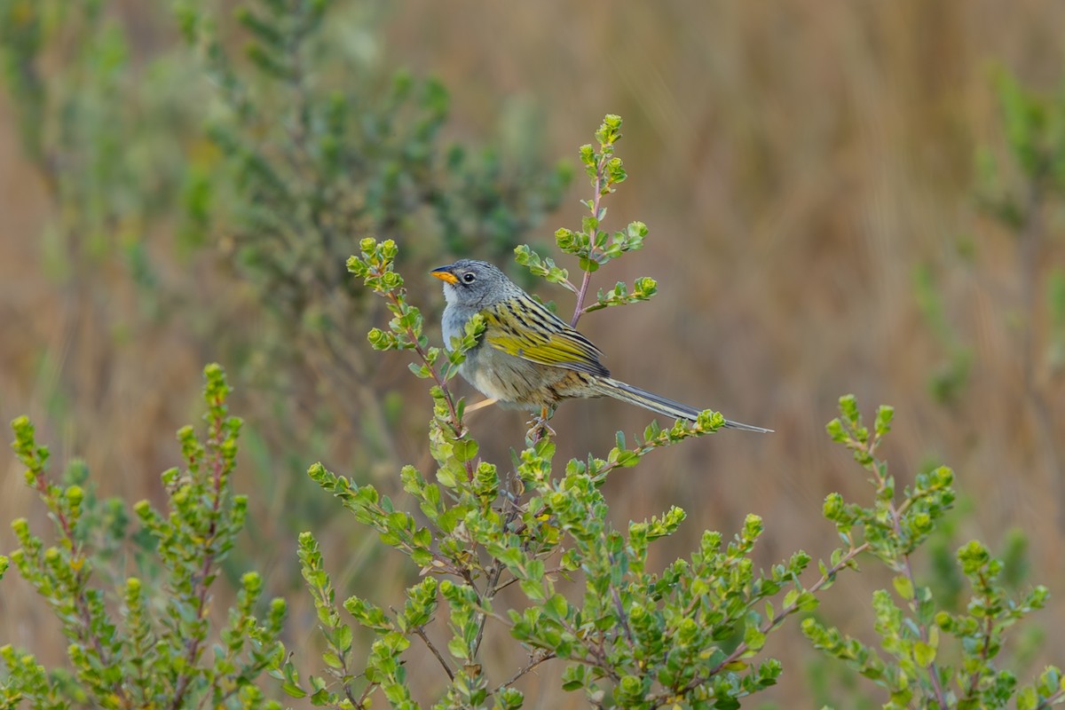Lesser Grass-Finch - ML641357646