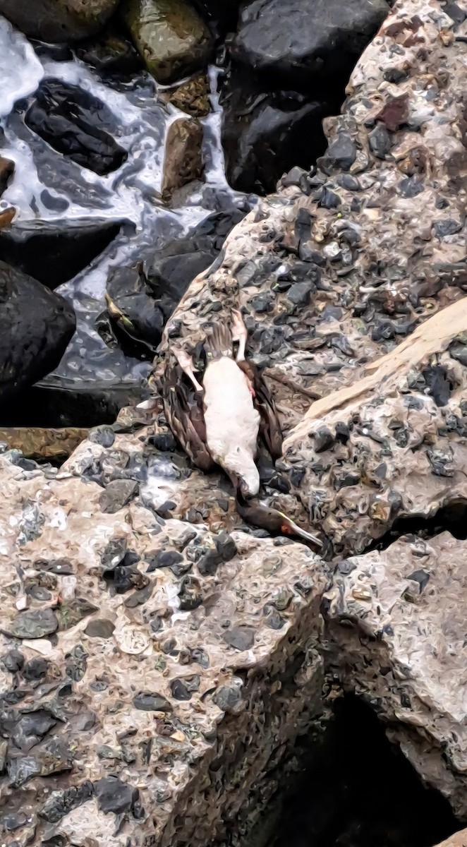 kormorán sp. - ML641357647