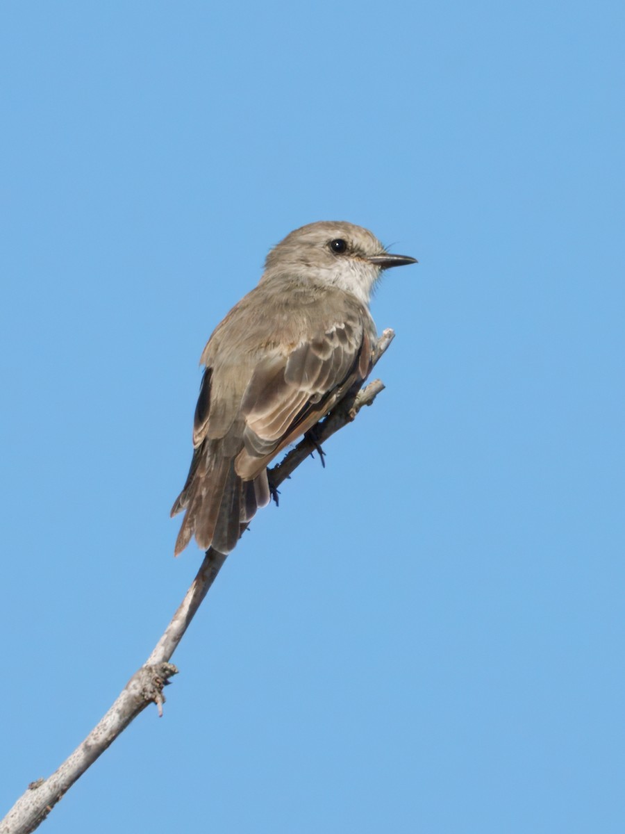 Vermilion Flycatcher - ML641357676
