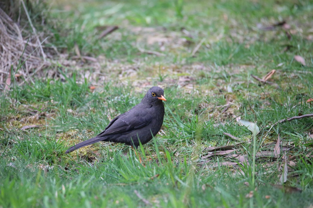 Great Thrush - ML641357677