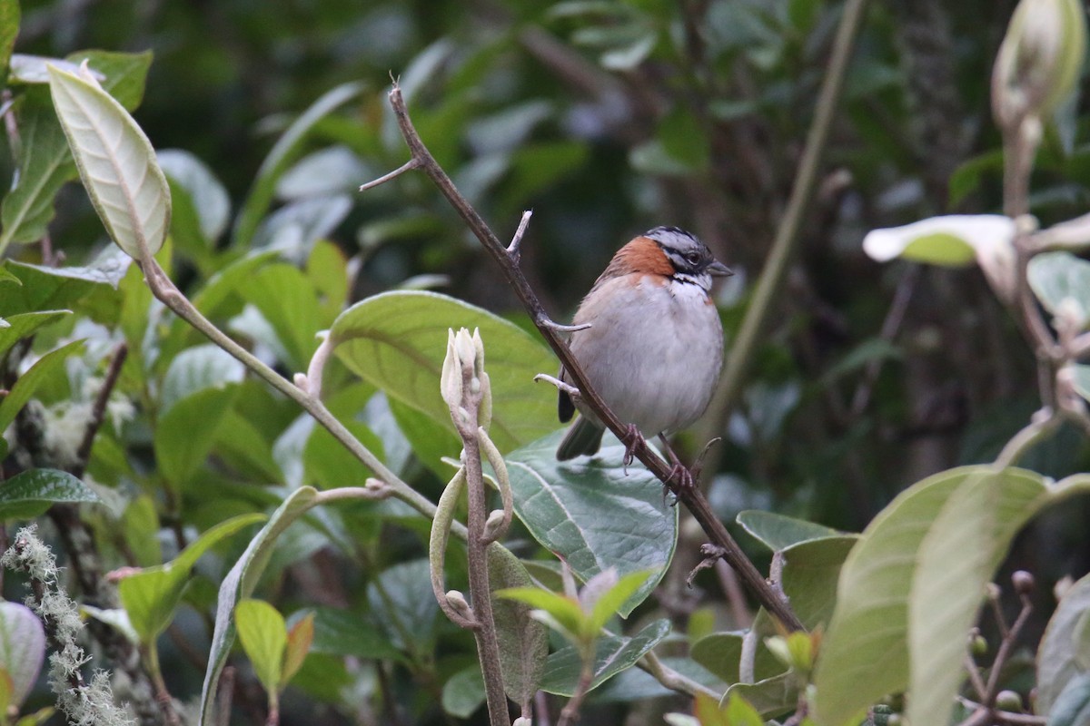 Rufous-collared Sparrow - ML641357695