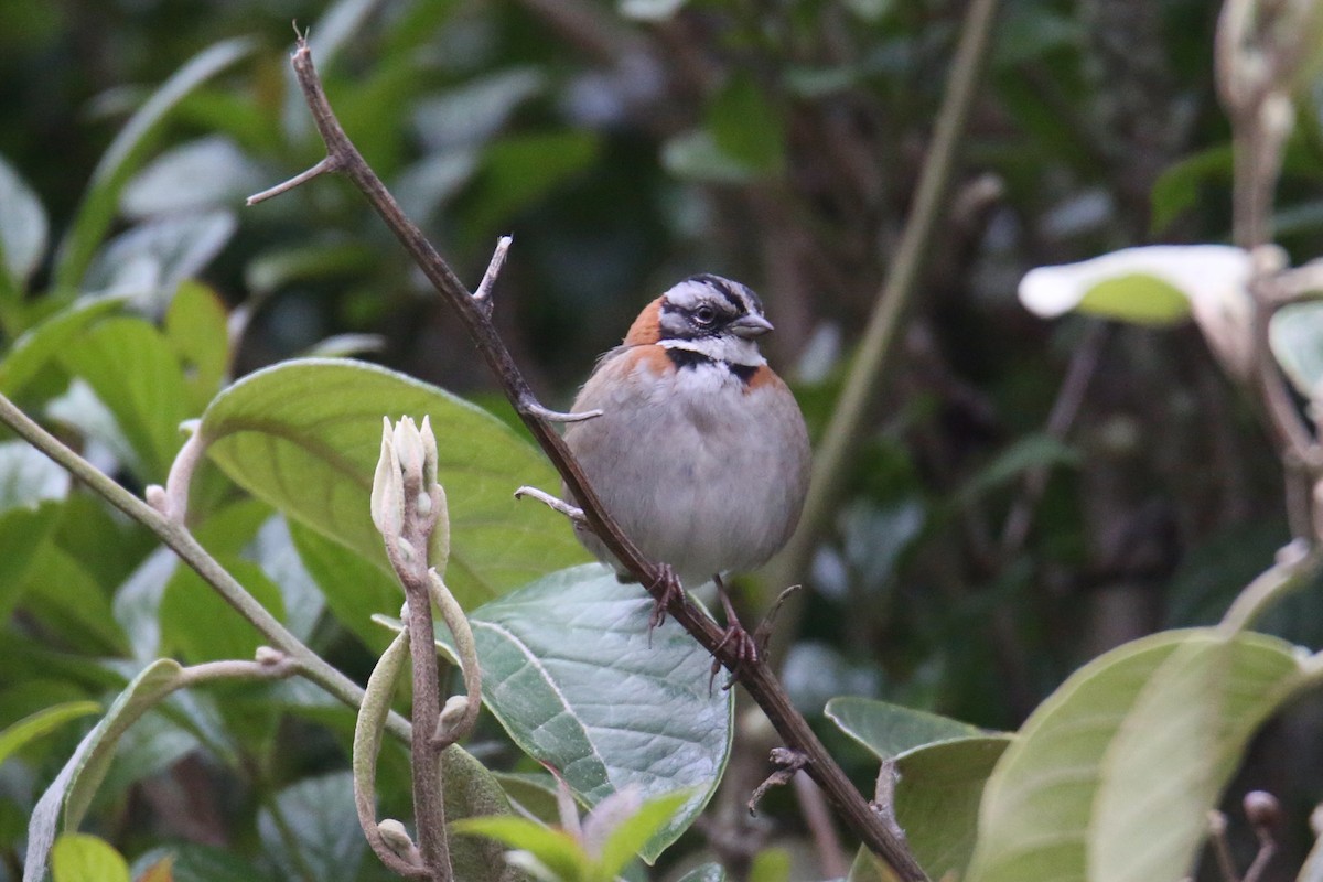 Rufous-collared Sparrow - ML641357698