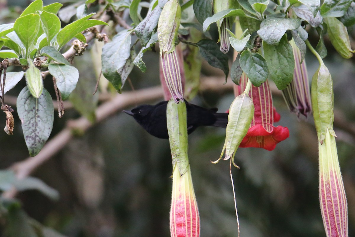 Black Flowerpiercer - ML641357704