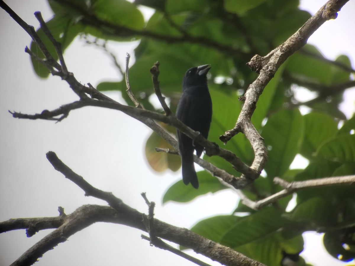 Blue-black Grosbeak - ML641357706