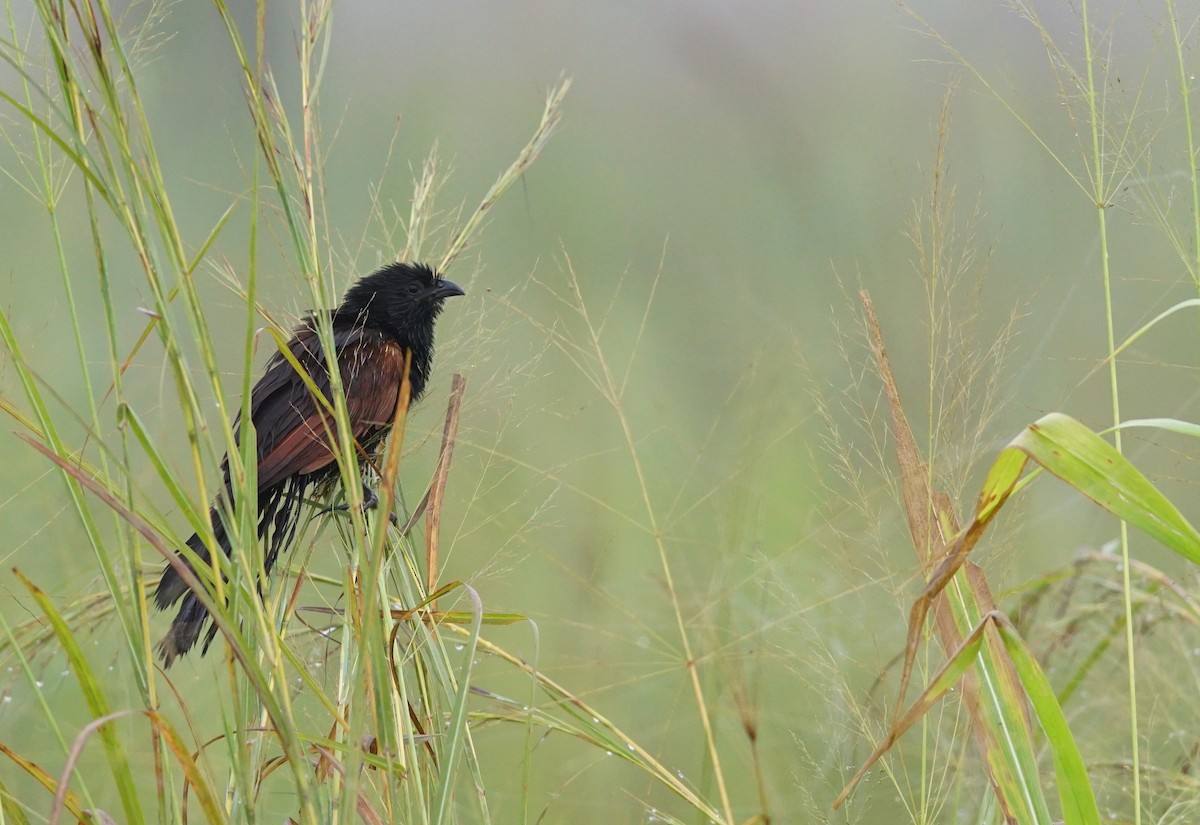 Black Coucal - ML641357720