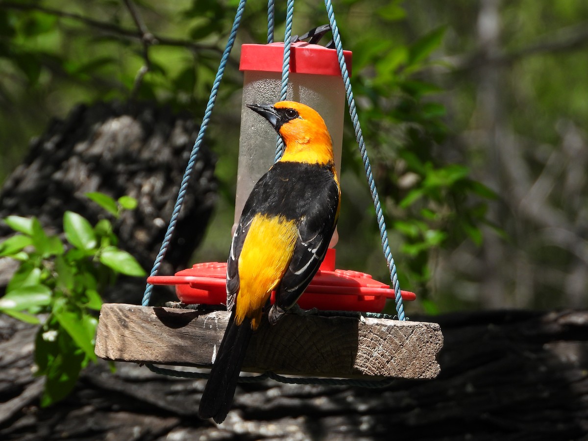 Altamira Oriole - ML641357728