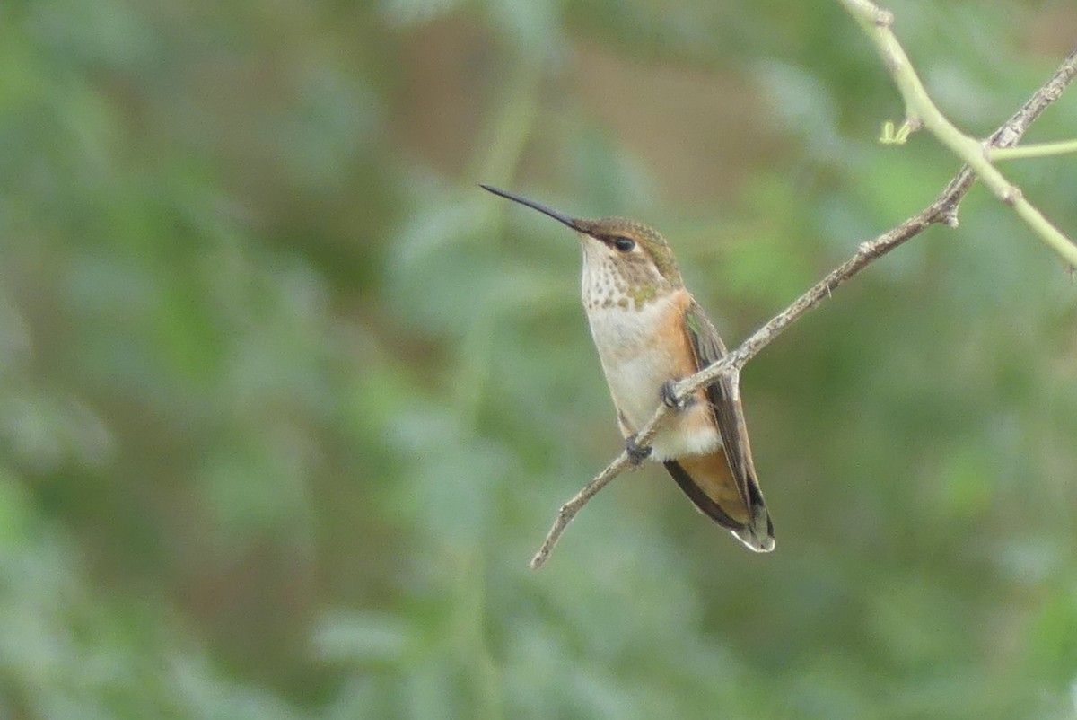 Rufous Hummingbird - ML641357732