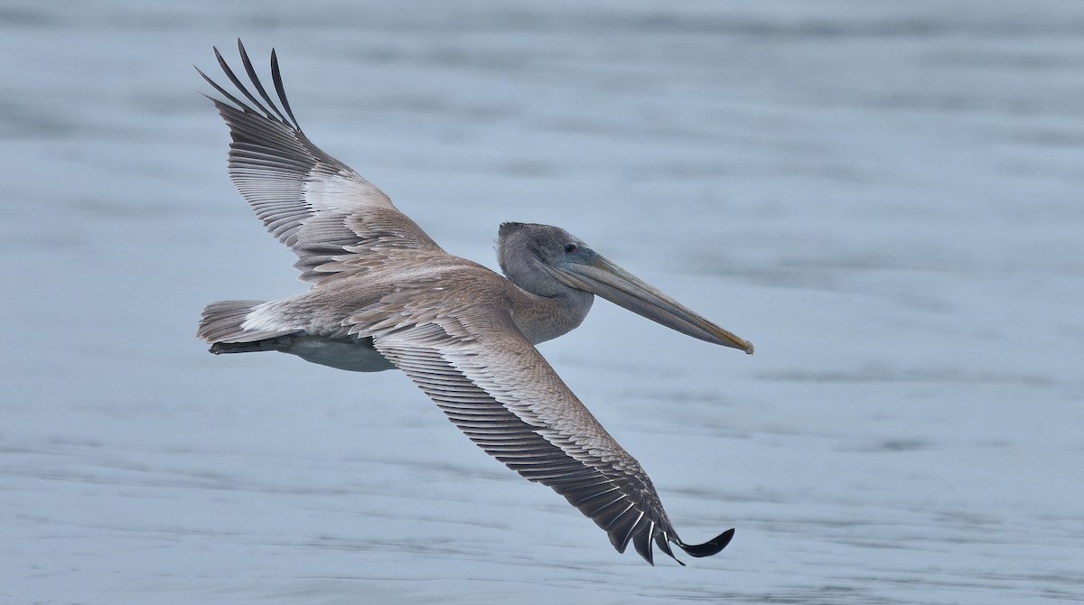 Brown Pelican - ML641357750