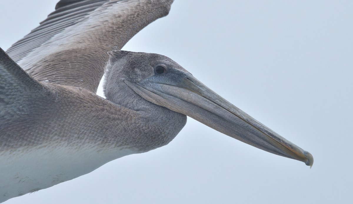 Brown Pelican - ML641357751