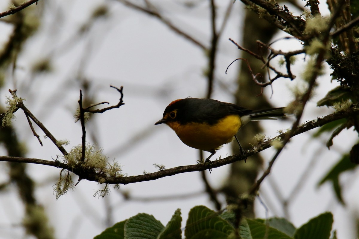 Spectacled Redstart - ML641357756