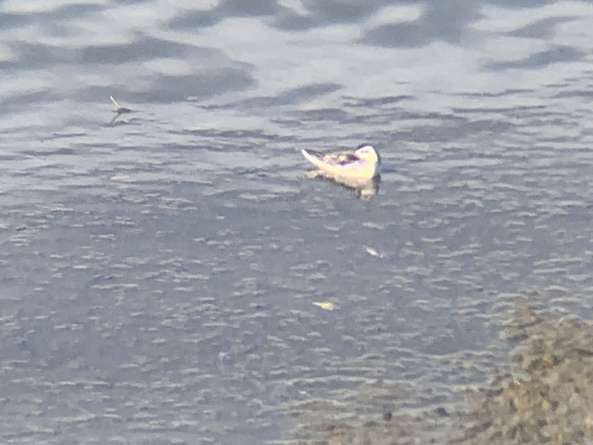 Red-necked Phalarope - ML641357760