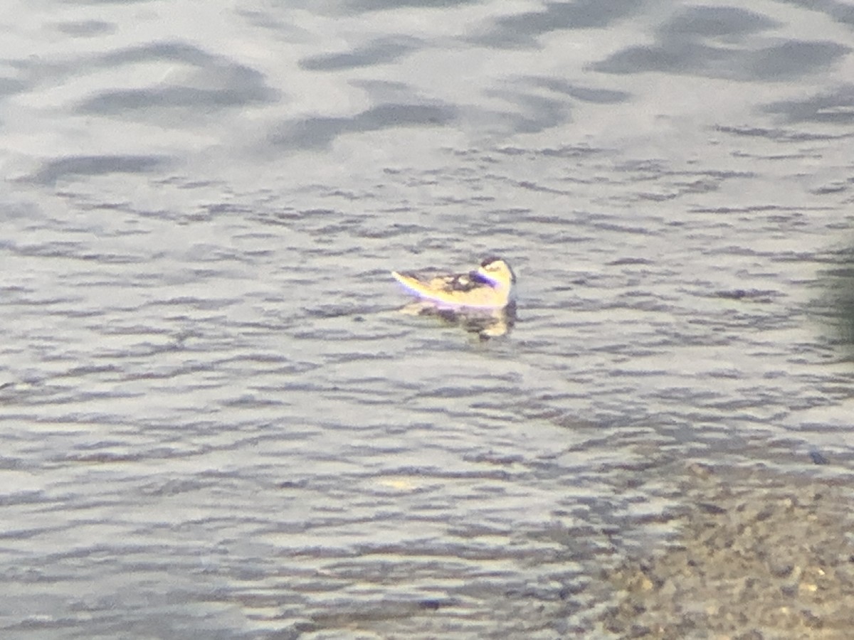 Red-necked Phalarope - ML641357761