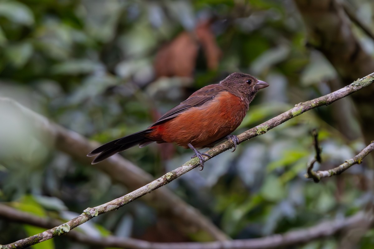 Silver-beaked Tanager - ML641357769