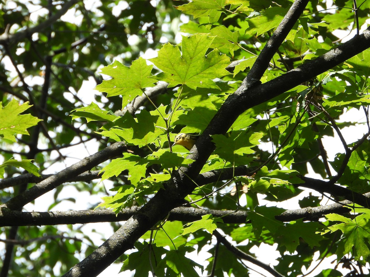 Blackburnian Warbler - ML641357771