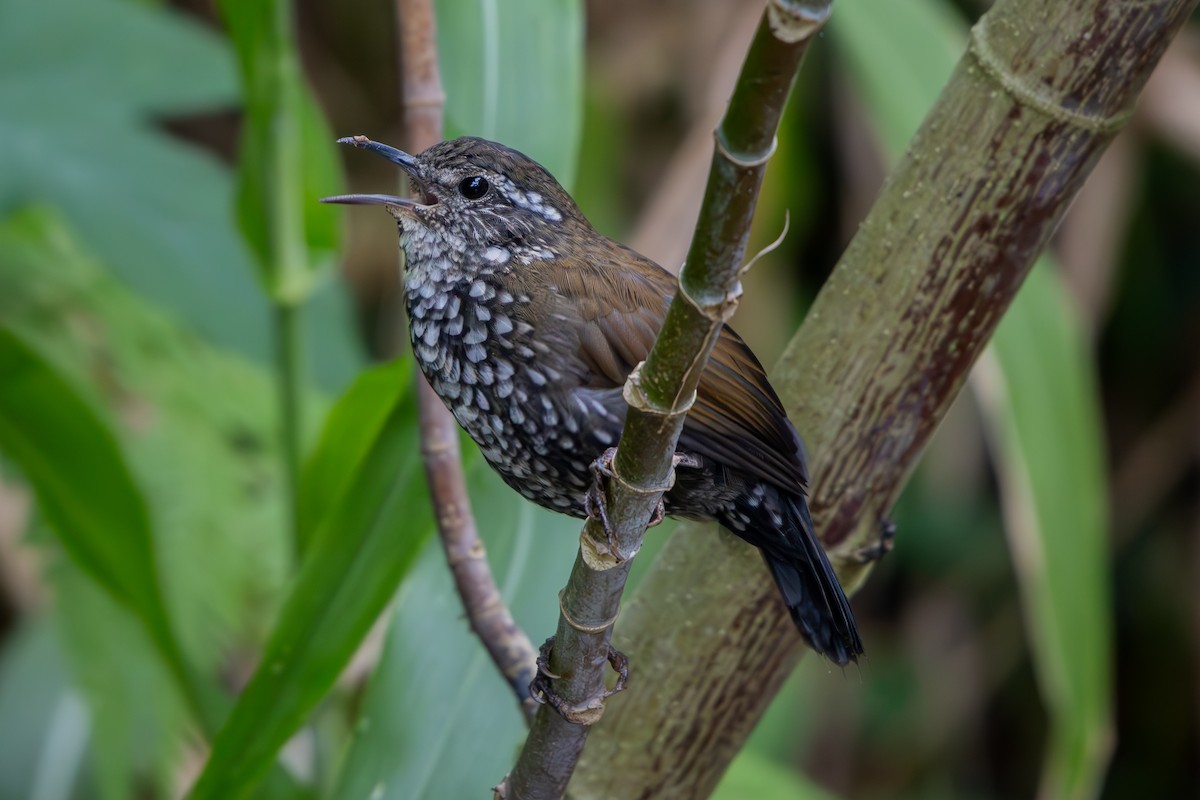 Sharp-tailed Streamcreeper - ML641357775