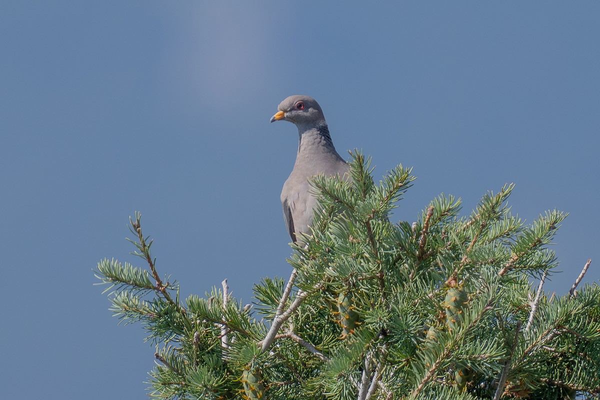 Band-tailed Pigeon - ML641357788