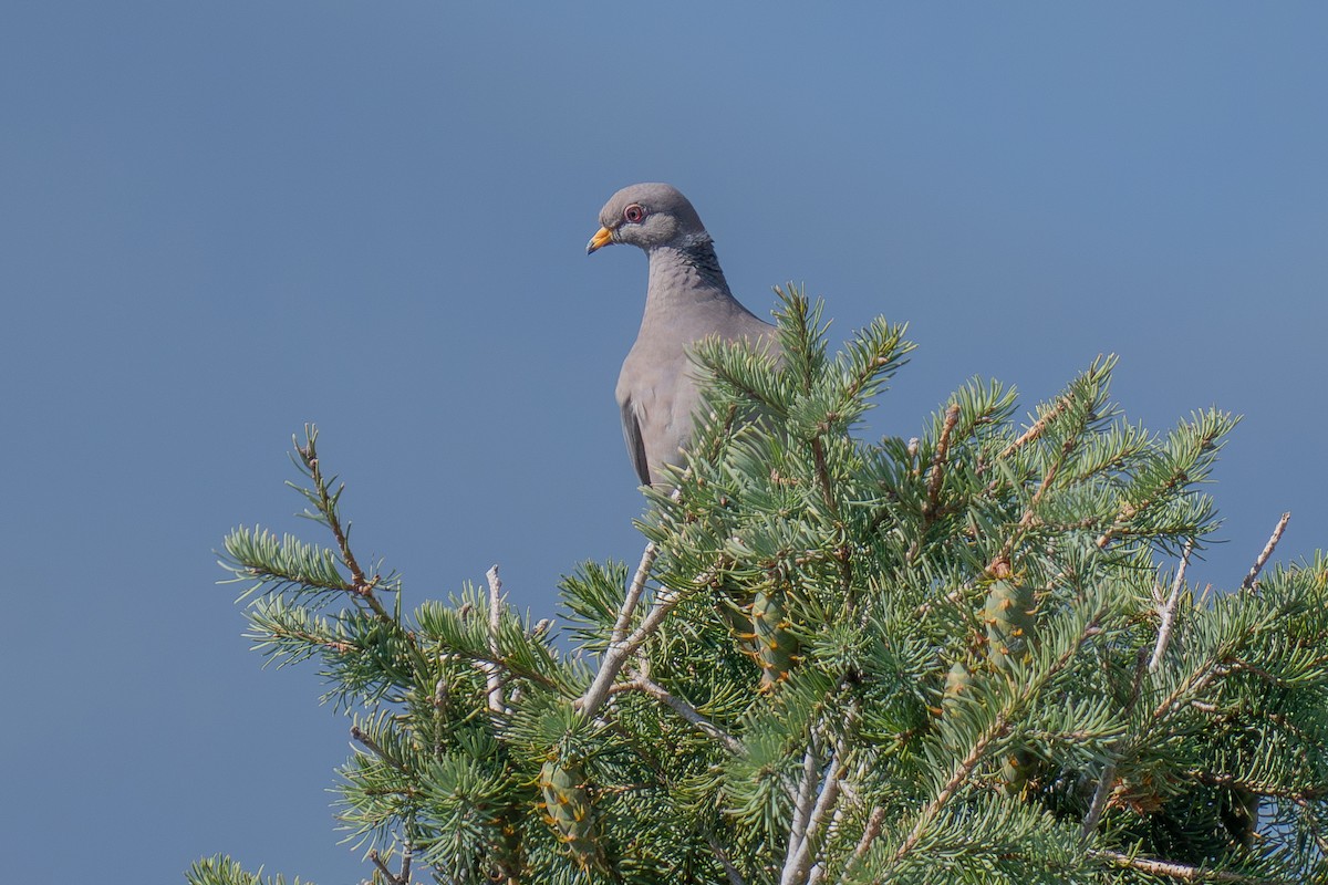 Band-tailed Pigeon - ML641357789