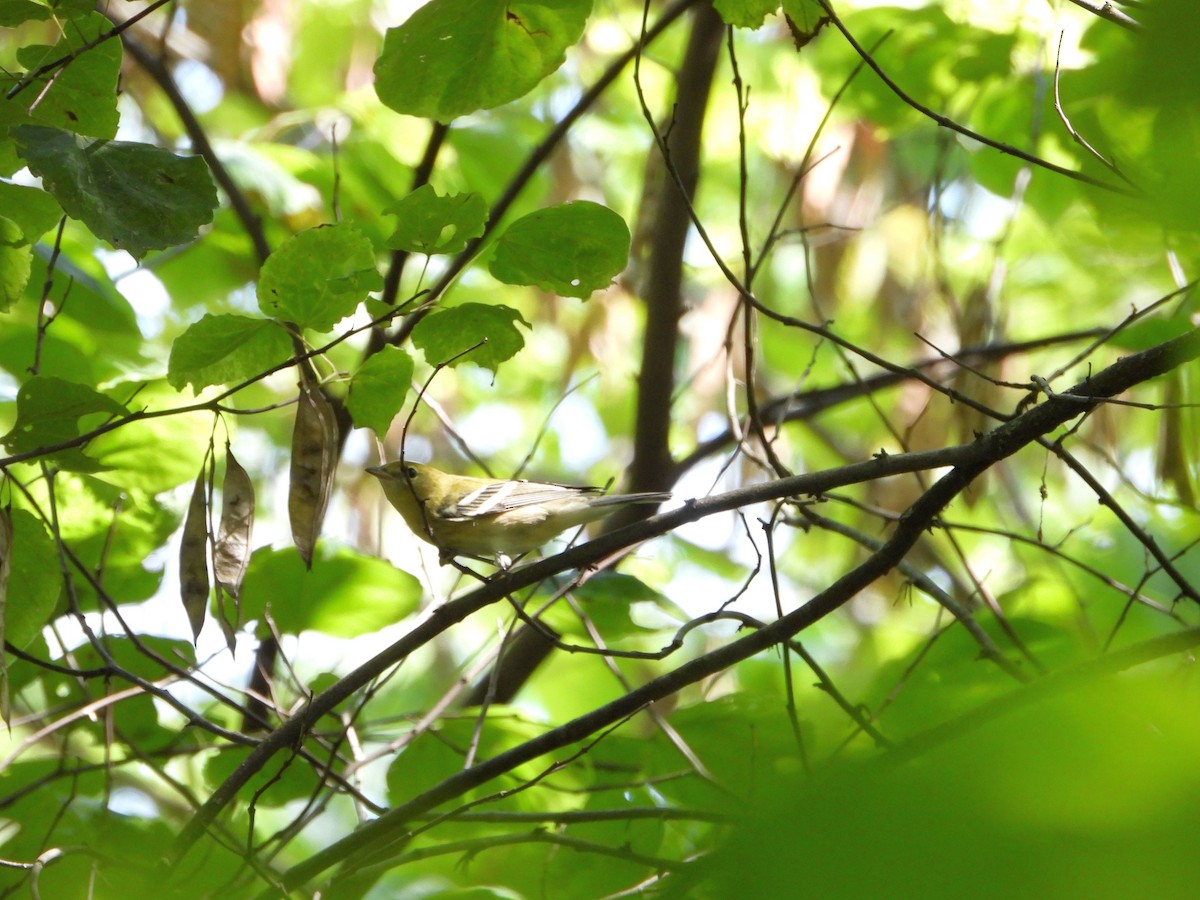 Bay-breasted Warbler - ML641357795
