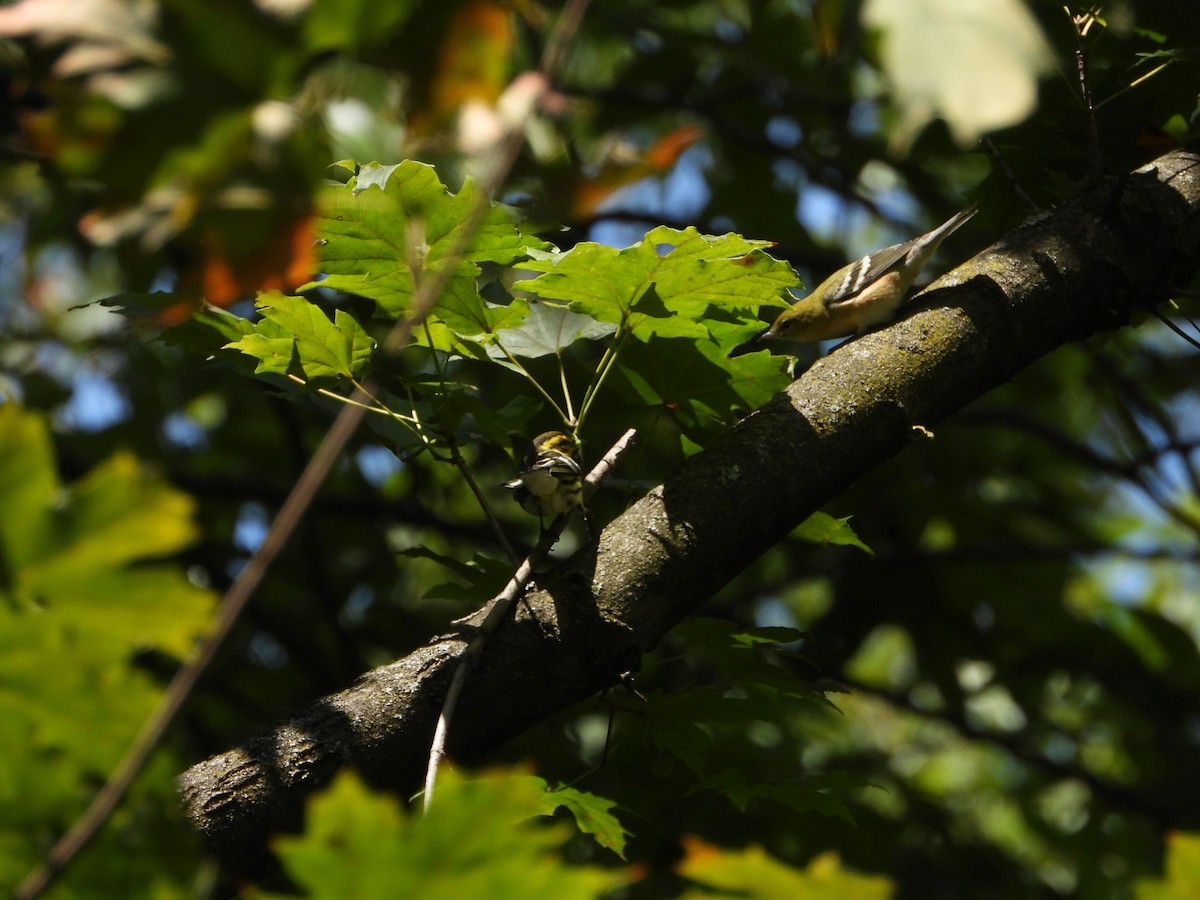 Bay-breasted Warbler - ML641357796
