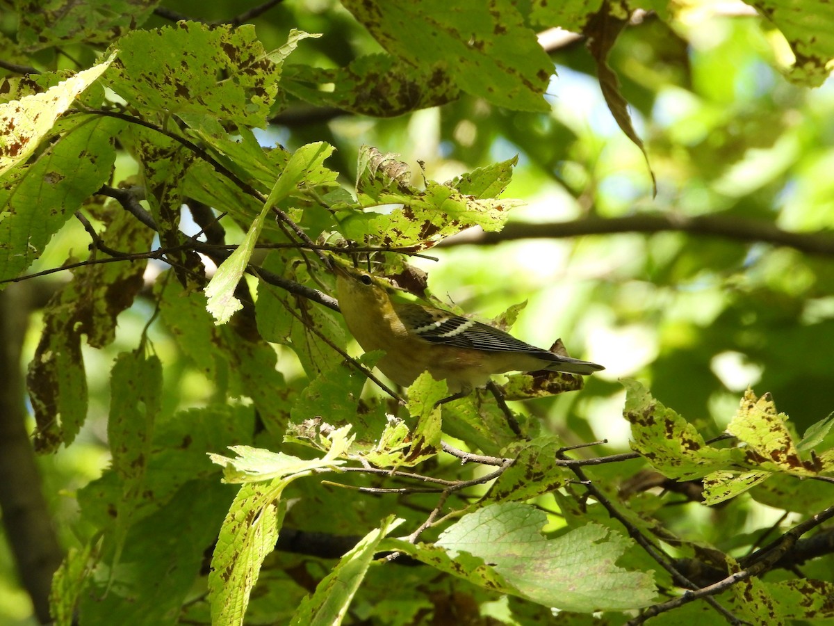 Bay-breasted Warbler - ML641357797