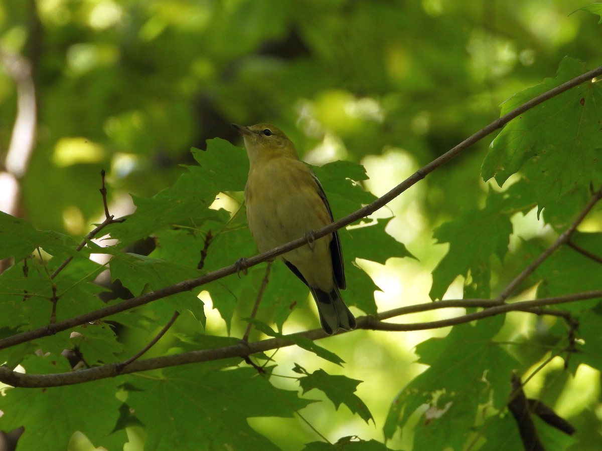Bay-breasted Warbler - ML641357798