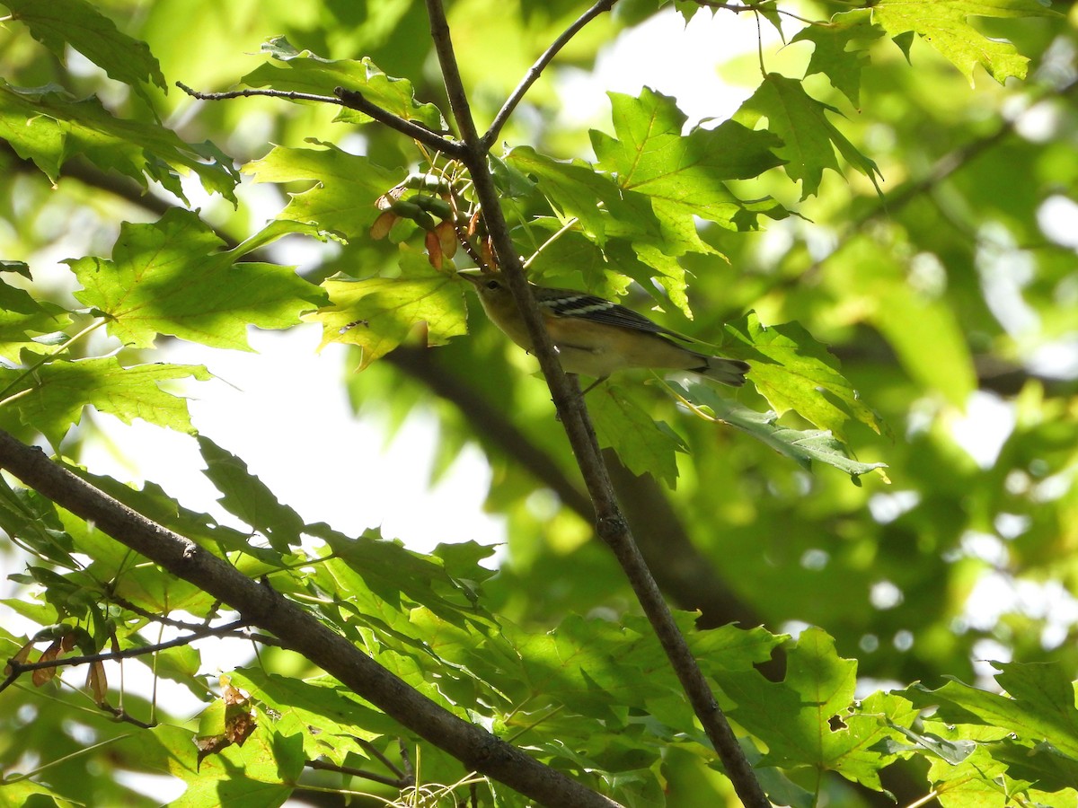 Bay-breasted Warbler - ML641357799