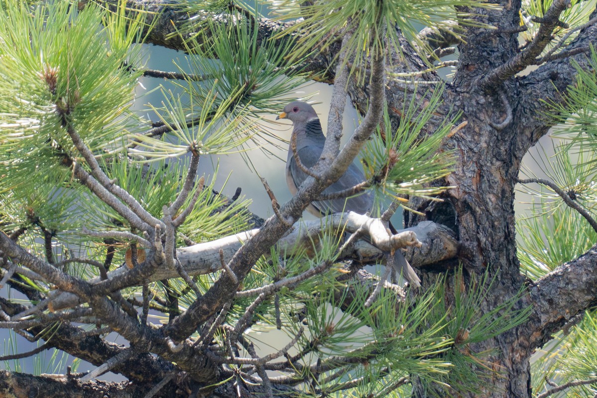 Band-tailed Pigeon - ML641357808