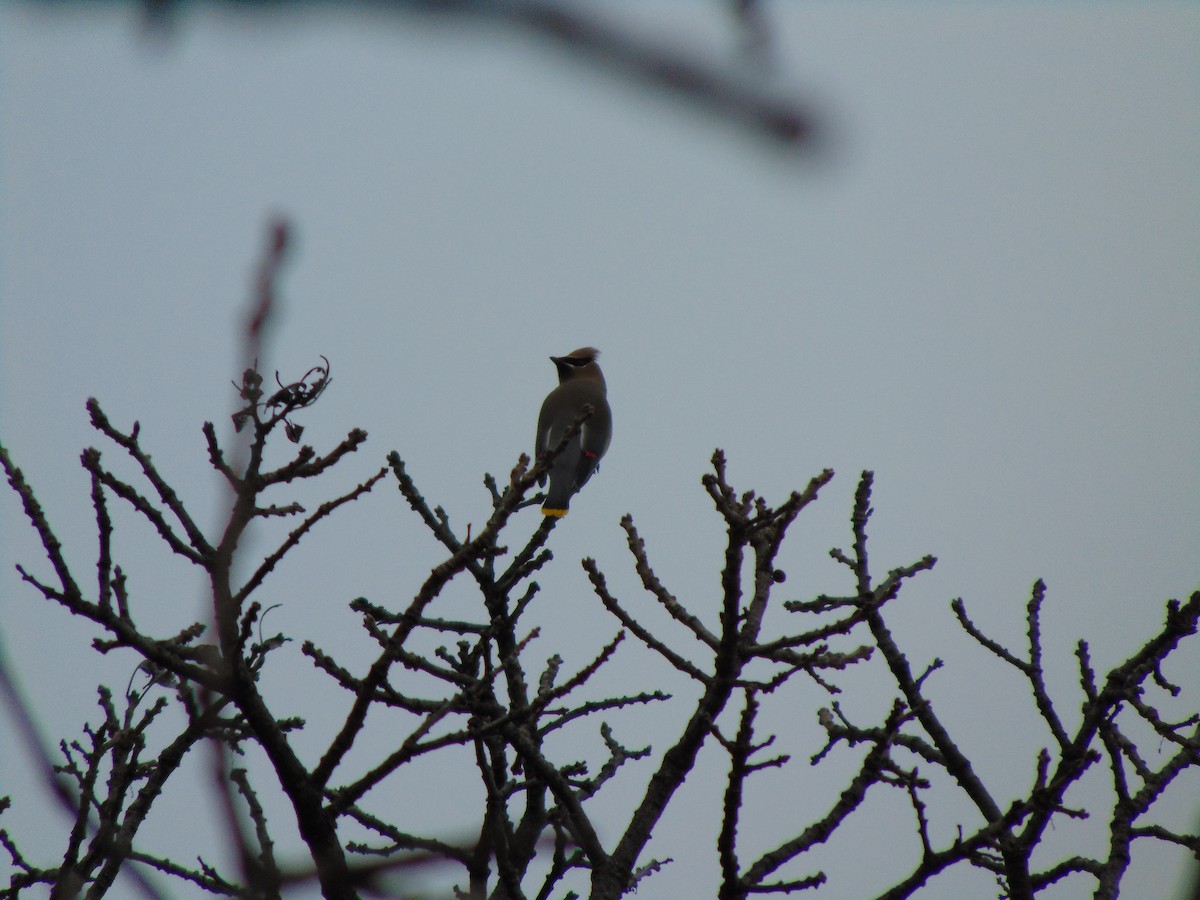 Cedar Waxwing - ML641357839