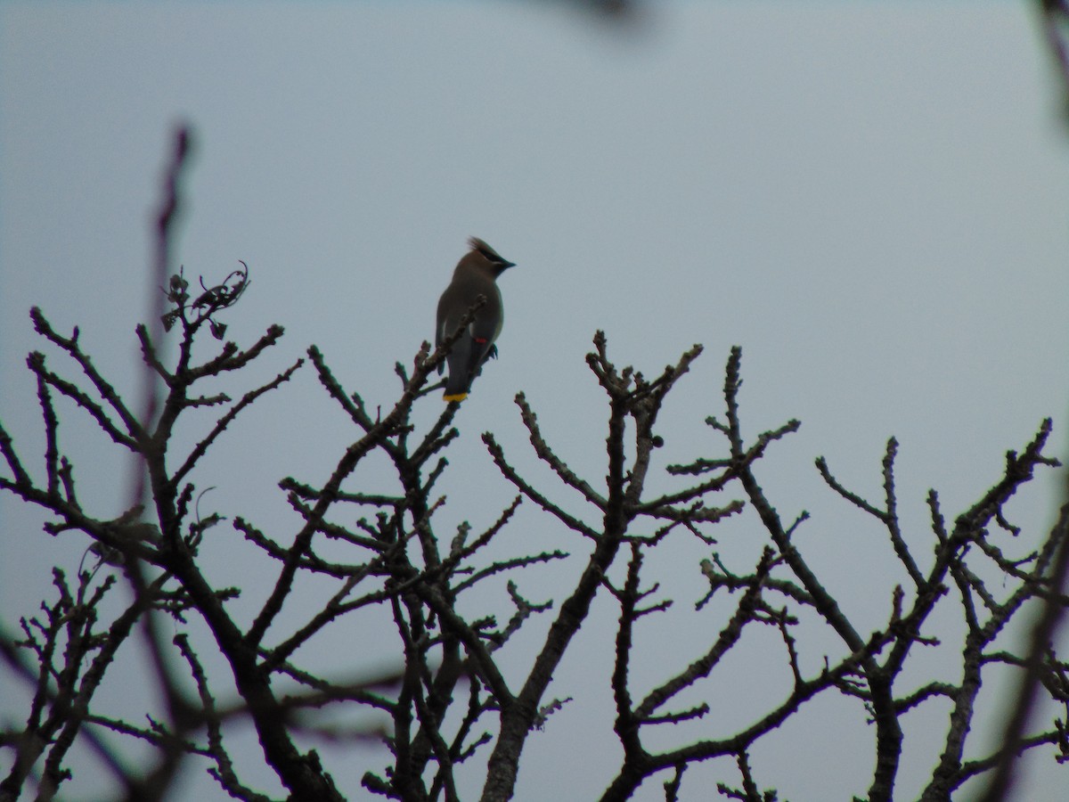 Cedar Waxwing - ML641357840