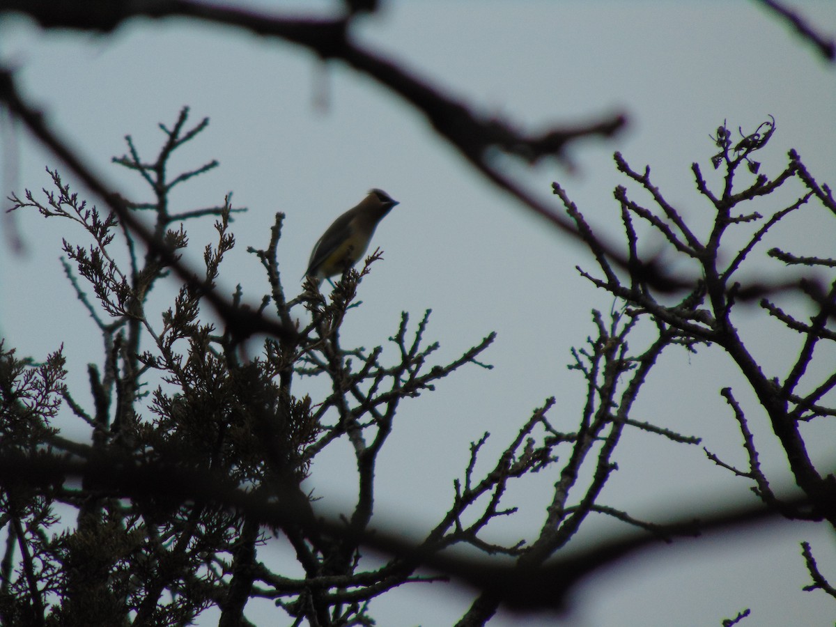 Cedar Waxwing - ML641357841