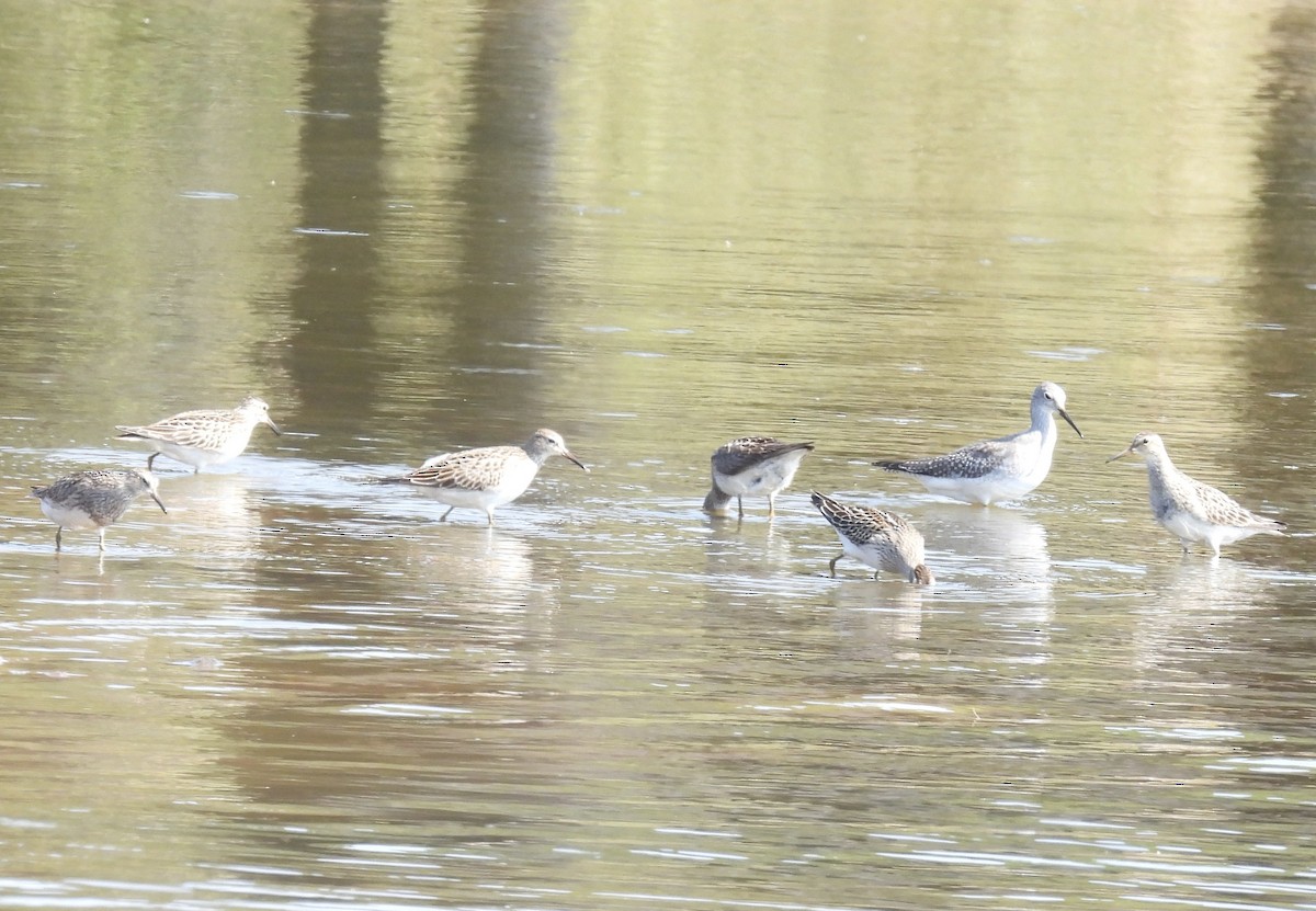 Pectoral Sandpiper - ML641357854