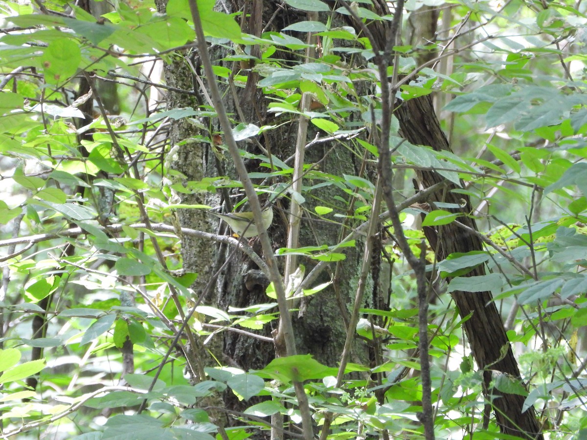 Tennessee Warbler - ML641357890