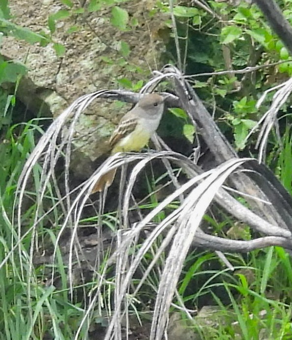 Nutting's Flycatcher - ML641357898