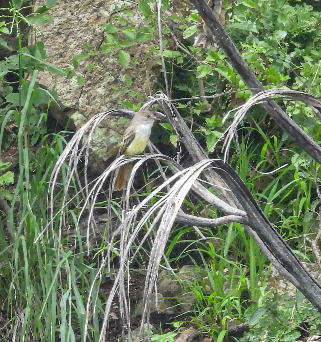 Nutting's Flycatcher - ML641357899
