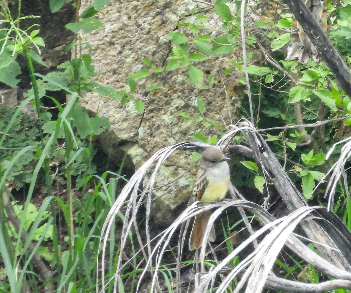 Nutting's Flycatcher - ML641357900