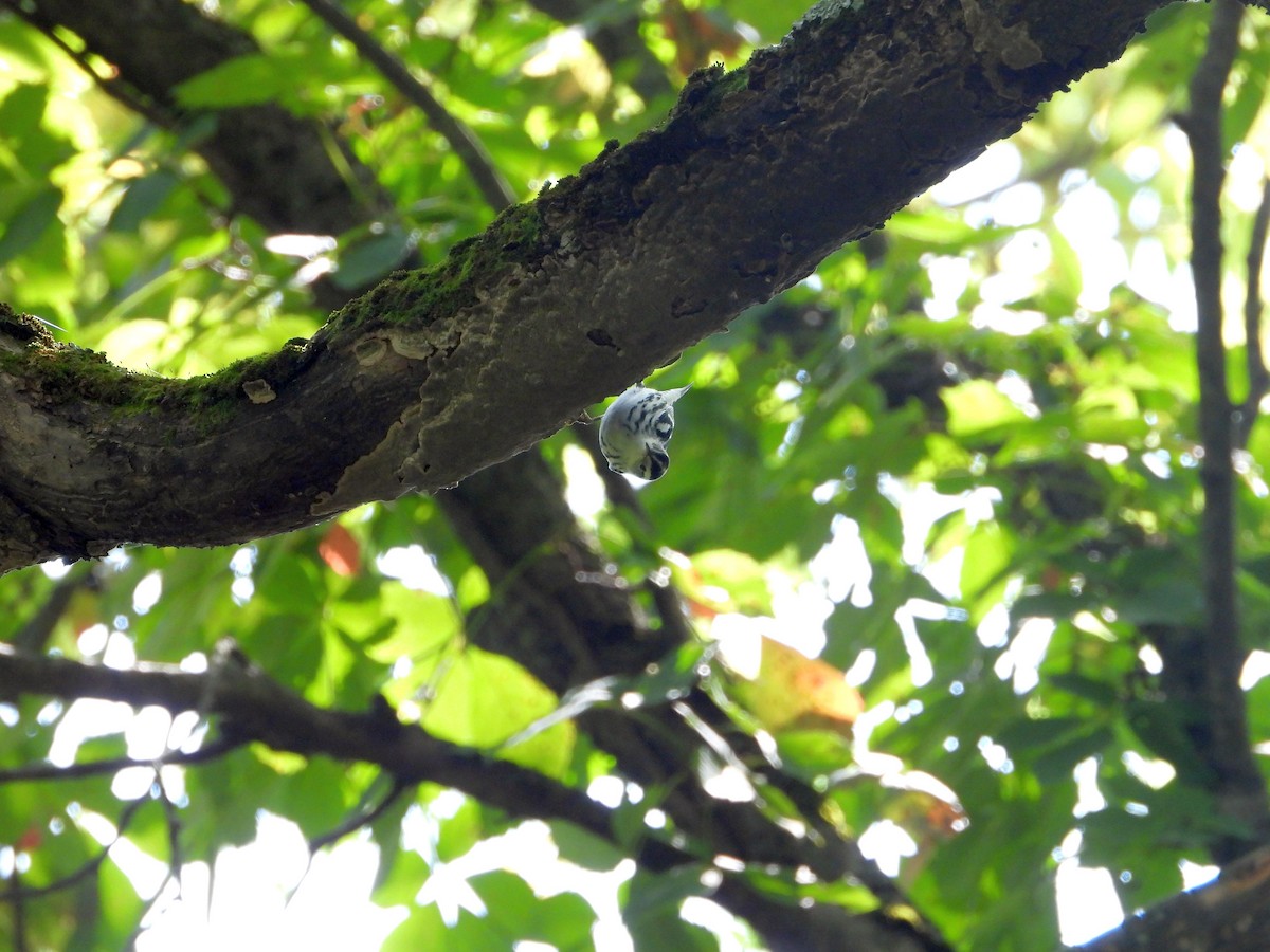 Black-and-white Warbler - ML641357906
