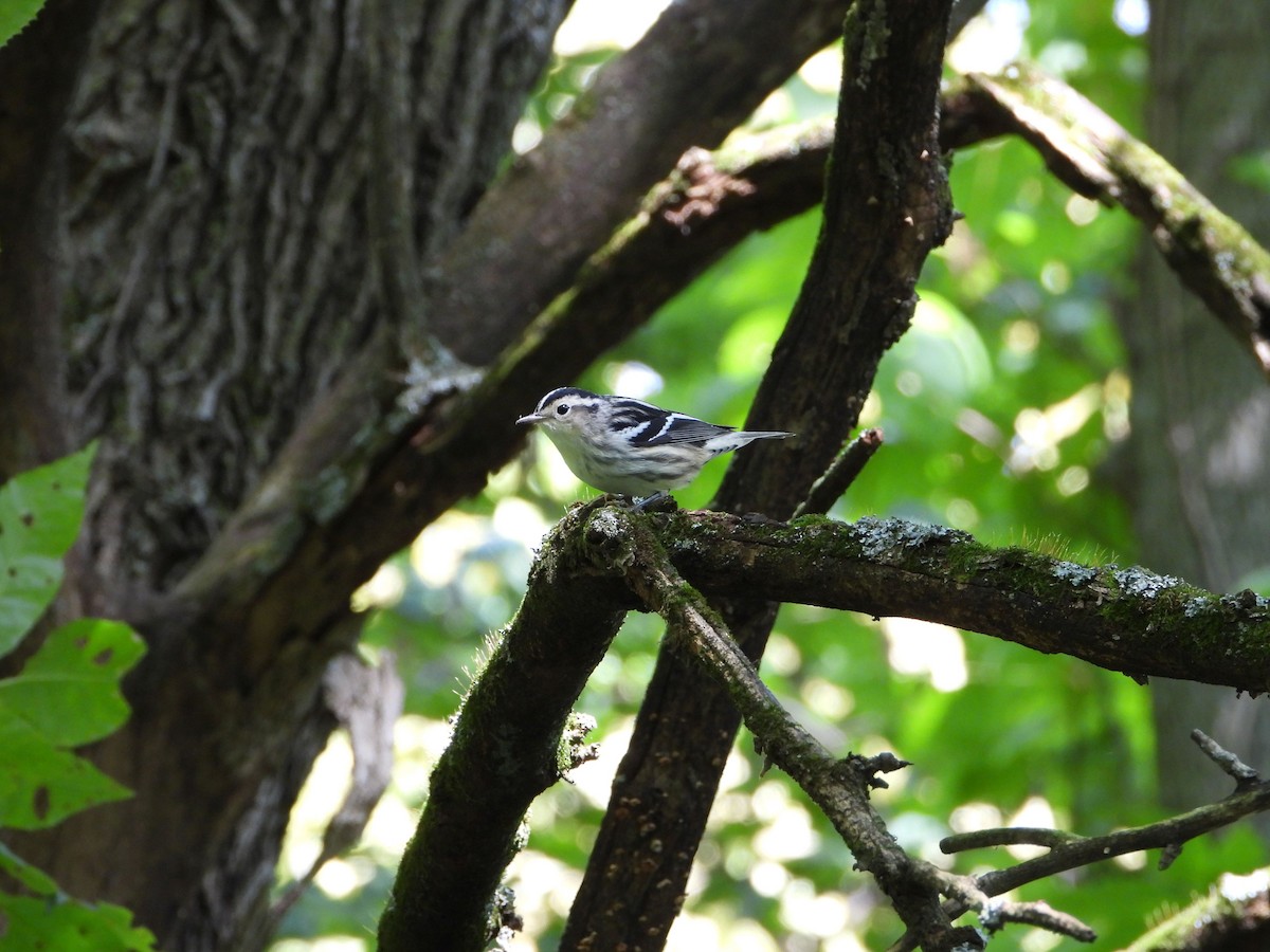 Black-and-white Warbler - ML641357907