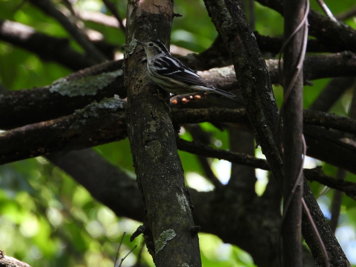 Black-and-white Warbler - ML641357908